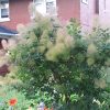 Young Lady Smokebush #2 - Image 2